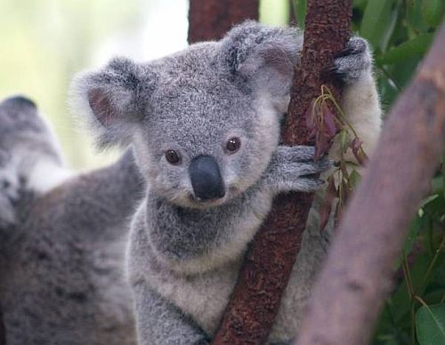 Koala conservation centre near Melbourne
